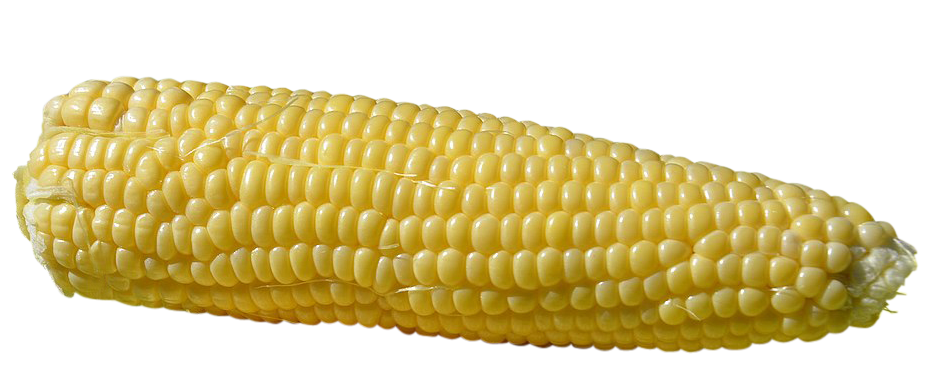 sweet corn, sweet corn png, sweet corn png image, sweet corn transparent png image, sweet corn png full hd images download
